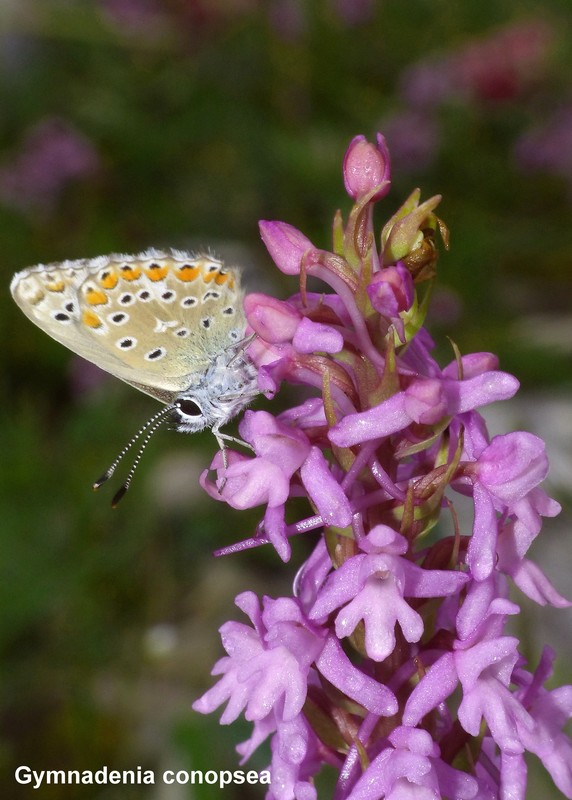 Le orchidee di Vallepietra nel Parco Naturale dei Monti Simbruini (Roma).